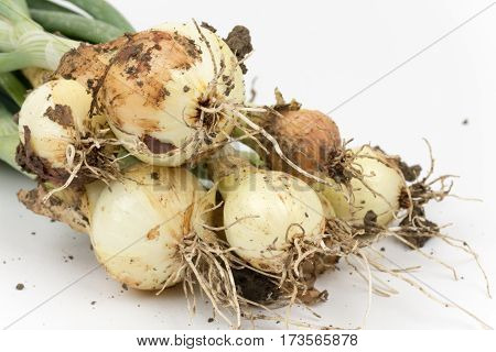 Close Up Macro Young Onions With Soil