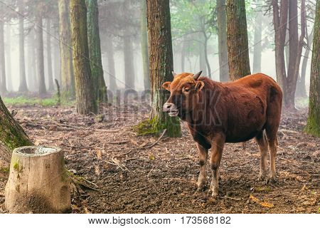red brown cow standing and chew the cud in the woods with mist background