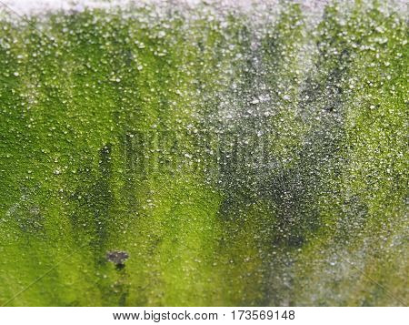 Closeup of rough green textured background and boke of moss on the surface mortar.