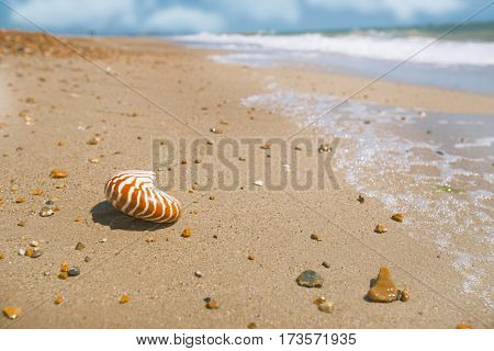 seashell nautilus on sea beach under sunset sun light, Agadir, Morocco