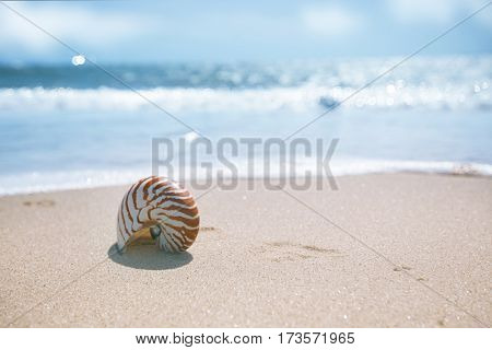 seashell nautilus on sea beach under sunset sun light, Agadir, Morocco