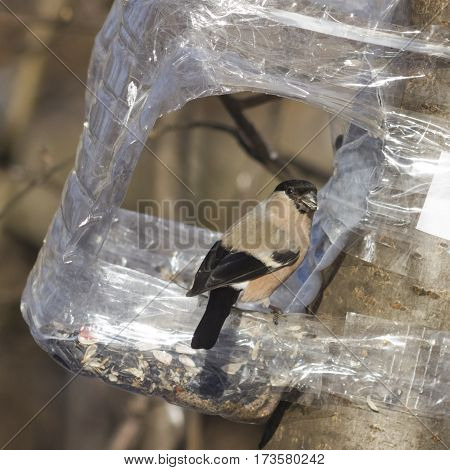 Brown Female of Eurasian Bullfinch Pyrrhula pyrrhula close-up portrait at bird feeder from plastic bottle with seed in beak selective focus shallow DOF