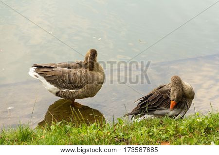 two gray goose with red beak standing in shallow water near the shore covered with grass one sleeps the other washes peace and quiet