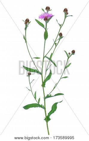 Cornflowers (Centaurea jacea) isolated on white background