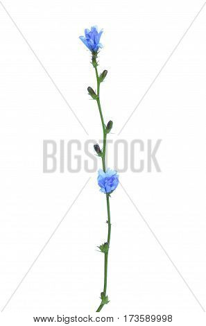 Cichorium flower isolated on a white background