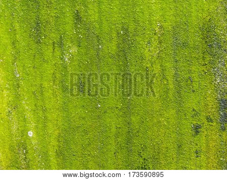 Closeup of rough green textured background of moss on the surface mortar.