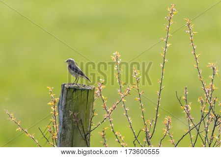 Common Wheatear (oenanthe Oenanthe)