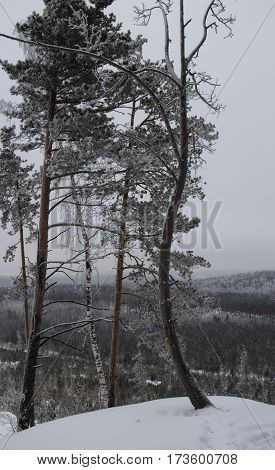 Winter forest landscape nature tree. Southern Urals. Russia