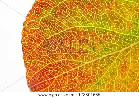Structure of autumn leaf pear that was photographed closeup.You can see the veinlets leaf and change its color