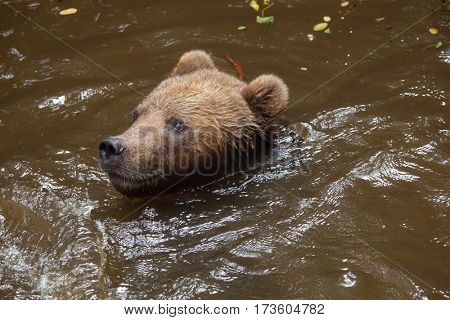 Kamchatka brown bear (Ursus arctos beringianus), also known as the Far Eastern brown bear swimming.