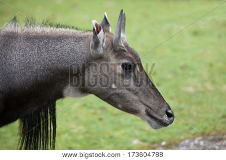 Nilgai (Boselaphus tragocamelus), also known as the nilgau or blue bull.