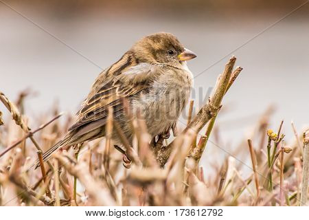 House sparrow (Passer domesticus) is a bird of the sparrow family Passeridae, found in most parts of the world.