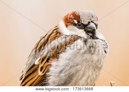 House sparrow (Passer domesticus) is a bird of the sparrow family Passeridae, found in most parts of the world.