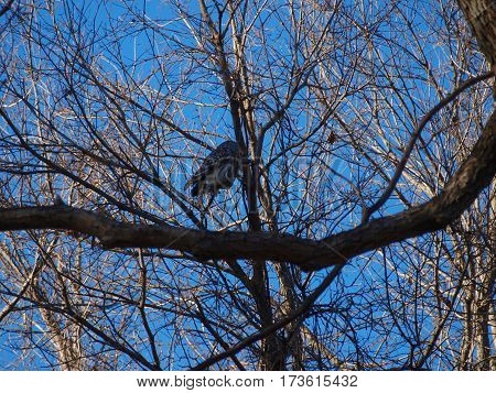 A Bard owl sits watchful from a tree branch in a thicket of trees.