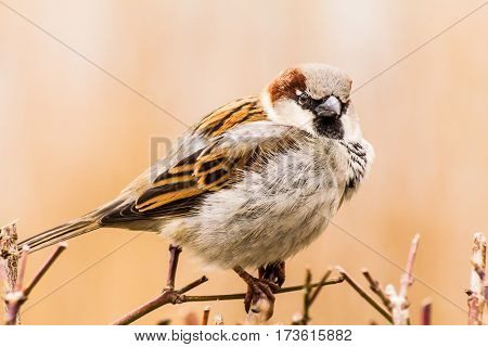House sparrow (Passer domesticus) is a bird of the sparrow family Passeridae, found in most parts of the world.