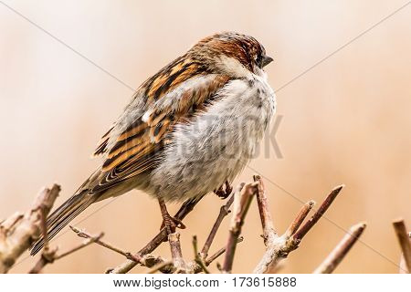 House sparrow (Passer domesticus) is a bird of the sparrow family Passeridae, found in most parts of the world.