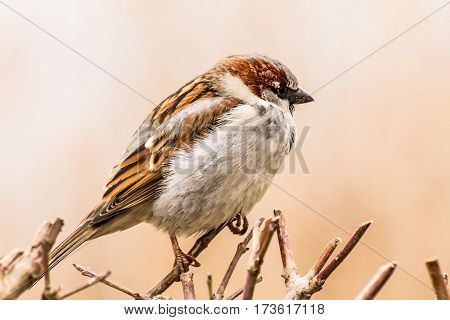 House sparrow (Passer domesticus) is a bird of the sparrow family Passeridae, found in most parts of the world.