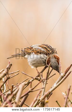 House sparrow (Passer domesticus) is a bird of the sparrow family Passeridae, found in most parts of the world.