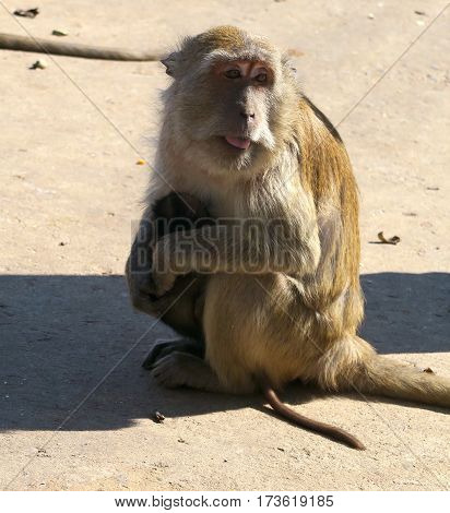 Funny wild monkey at the monkey mountain, Thailand