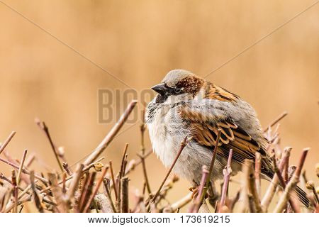 House sparrow (Passer domesticus) is a bird of the sparrow family Passeridae, found in most parts of the world.