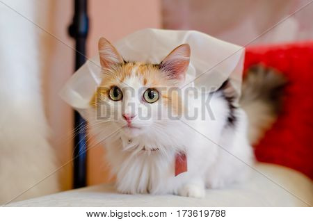 Beautiful colorful big-eyed cat in a wedding veil