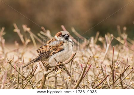 House sparrow (Passer domesticus) is a bird of the sparrow family Passeridae, found in most parts of the world.