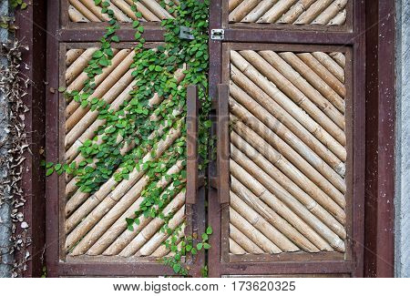 Natural yellow dry bamboo wall, gate for background, homemade, handmade vintage local wooden style, interior and built for decorated home, with a bindweed leaves. Bali, Indonesia.