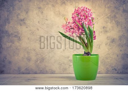 Pink fresh hyacinth in a pot. Blooming flowers. Spring time. Image toned copy space.