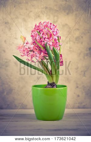 Pink fresh hyacinth in a pot. Blooming flowers. Spring time. Image toned copy space.