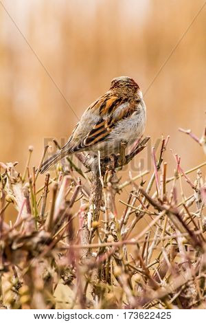 House sparrow (Passer domesticus) is a bird of the sparrow family Passeridae, found in most parts of the world.