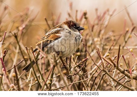 House sparrow (Passer domesticus) is a bird of the sparrow family Passeridae, found in most parts of the world.