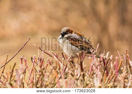 House sparrow (Passer domesticus) is a bird of the sparrow family Passeridae, found in most parts of the world.