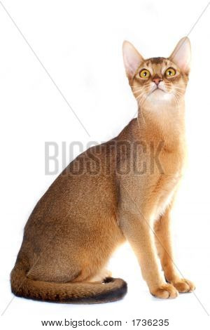 Abessinier cat