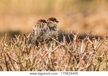 House sparrow (Passer domesticus) is a bird of the sparrow family Passeridae, found in most parts of the world.