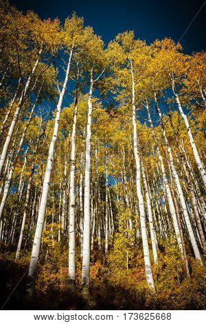 Autumn colors create a unique scenic beauty in the Rocky Mountains of Colorado.
