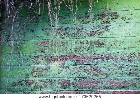 Texture of green painted wooden wall cracked from time.