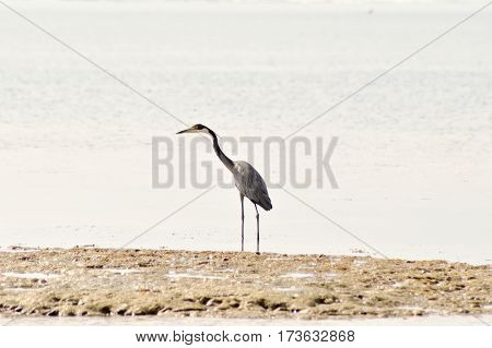Gray heron in the water on the beach of Bamburi in front of the Indian ocean
