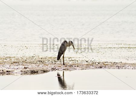 Gray heron in the water on the beach of Bamburi in front of the Indian ocean