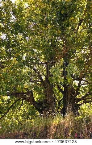 A large oak tree with green leaves in sunlight