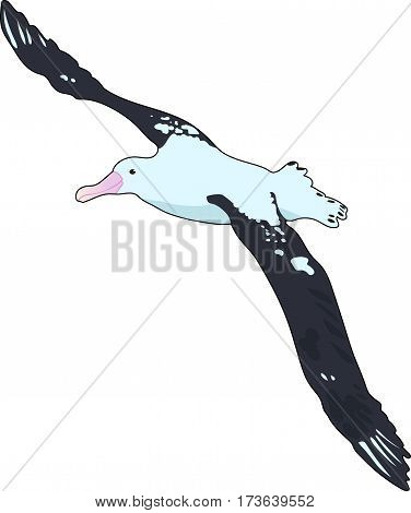 A blue flying albatross on a white background.