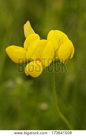 Common Bird's-foot Trefoil