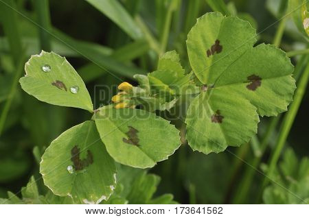 Spotted Medick