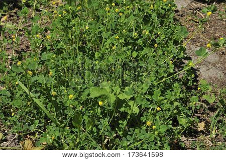 Black Medick