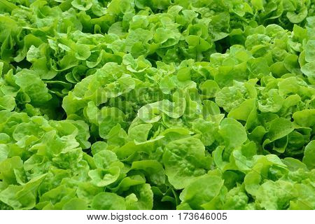 hydroponic plants in vegetable garden farm greenhouse of hydroponic. Green oak and red oak lettuces leafs in organic farm plants growing in the water without soil.  
