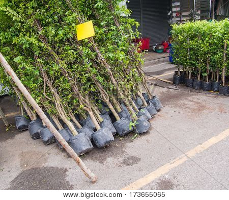 Background seedlings beautiful ornamental street market at Chatuchak Thailand.