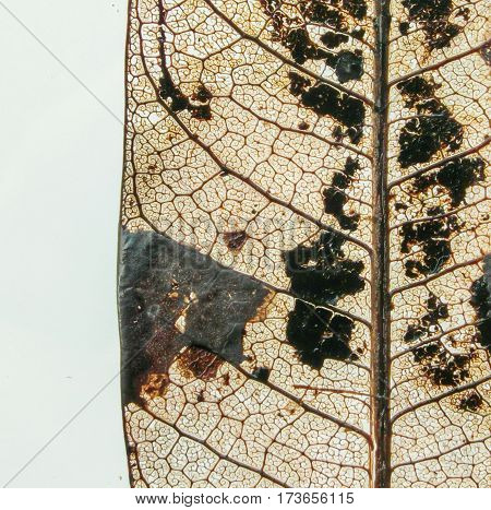 Carcass blurred leaves on a white background.