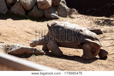 San Salvador Island Tortoise Known As Chelonoidis Nigra Darwini
