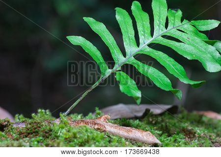 green fern leaves closeup on Thailand Mountain