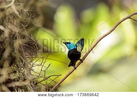 Blue Necked Tanager Scientifically Known As Tangara Cyanicoilis