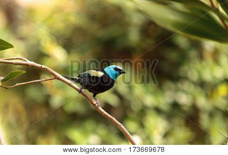 Blue Necked Tanager Scientifically Known As Tangara Cyanicoilis